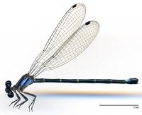 ecimg/Argia-tala-f-2e25.jpg