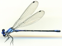 ecimg/Argia-tala-m-5939e25.jpg