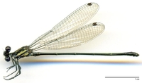 ecimg/Argia-tran-m-Piza-e25.jpg