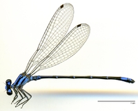 ecimg/Argia-vari-m-W489e25.jpg