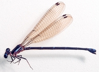 ecimg/Argia-wave-f_3431e25.jpg
