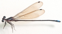 ecimg/Argia-wave-m_3429e25.jpg