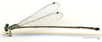 ecimg/Brom-spA-f-W550e25.jpg