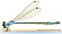 ecimg/Calv-spB-f-W430e25.jpg