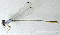 ecimg/Coen-spA-m_0915e25.jpg