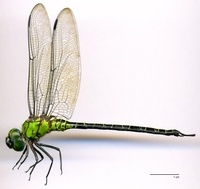 ecimg/Cory-adne-m-W490e25.jpg