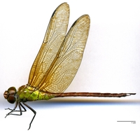 ecimg/Cory-amaz-m-W465e25.jpg