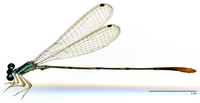 ecimg/Dent-spA-m-W550e25.jpg