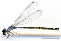 ecimg/Enal-nova-f-w746e25.jpg