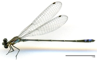 ecimg/Enal-nova-m-tena-e25.jpg