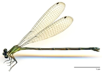 ecimg/Fork-cerc-f-yana-e25.jpg