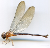 ecimg/Gyna-caud-f-6717-1e25.jpg