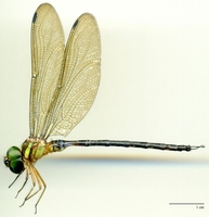ecimg/Gyna-caud-m-7812e25.jpg