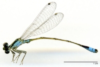 ecimg/Ischnura-m-dual-e25.jpg