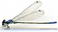 ecimg/Mesa-dunk-m-yana-e25.jpg