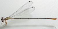 ecimg/Meta-mint-m_0743e25.jpg