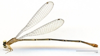 ecimg/Meta-spB-f-Shir-e25.jpg