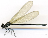 ecimg/Mnes-ephi-f-W449e25.jpg
