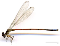 ecimg/Oreiallagma-oreas-m-S42050-e25.jpg