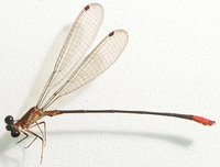 ecimg/Phoenicagrion_3303e16.jpg