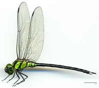 ecimg/Rema-rufi-m-W462e25.jpg