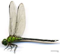 ecimg/Remartinia-luteipennis-m-w651e25.jpg