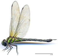 ecimg/Rhio-corn-f-milp-e25.jpg