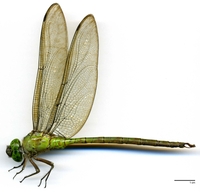 ecimg/Staurophlebia-reticulata-m-w631-e25.jpg
