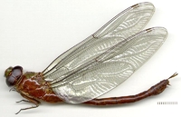 ecimg/Staurophlebia_reticulataF-11.jpg