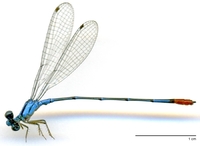 ecimg/Tele-blu-m-pano-e25.jpg