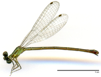 ecimg/Tele-grn-org-f-e25.jpg