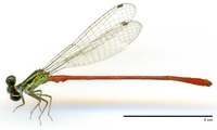 ecimg/Tele-grn-org-m-e25.jpg
