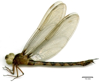 ecimg/gynacantha_gracilisf-15.jpg
