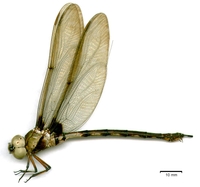 ecimg/gynacantha_membranalisf-15.jpg