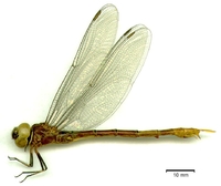 ecimg/gynacantha_tibiataf-12.jpg