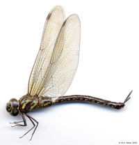 odonata/Aeshna_psilus_f_934es25.jpg