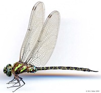 odonata/Aeshna_psilus_m_1415es25.jpg