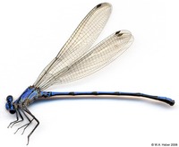 odonata/Argia-chelata-m-197-1-e25.jpg