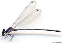 odonata/Argia-difficilis-m-1505e25.jpg
