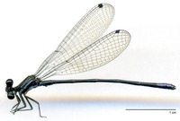 odonata/Argia-m-UTSI-7883e25.jpg