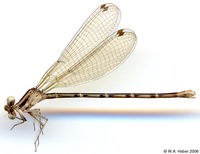 odonata/Argia-pulla-f-1575e25.jpg