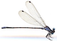 odonata/Argia-pulla-m-3111-2-und-es25.jpg