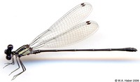 odonata/Argia-translata-m-401-e17.jpg