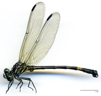 odonata/Epig-came-m-e25.jpg