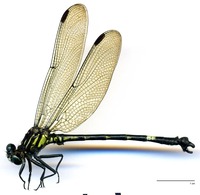 odonata/Epig-cami-m-Be25.jpg