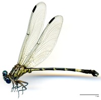 odonata/Epig-soco-m-7155-2e25.jpg
