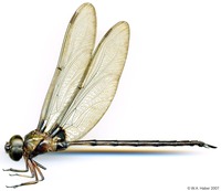 odonata/Gyna-memb-m-4605-e25.jpg
