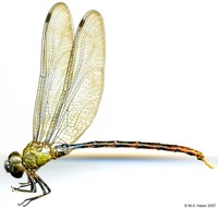 odonata/Gyna-tibiata-m-4606-e15.jpg