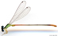 odonata/Leptobasis-vacillans-m-2077-2es25.jpg