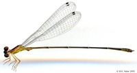 odonata/Metaleptobasis-bovilla-m-2804-2es25.jpg